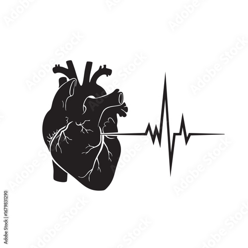 Anatomical Heart Silhouette Connected to a Heartbeat EKG Line anatomy electrocardiogram