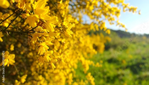 Yellow flowers in a sunny field