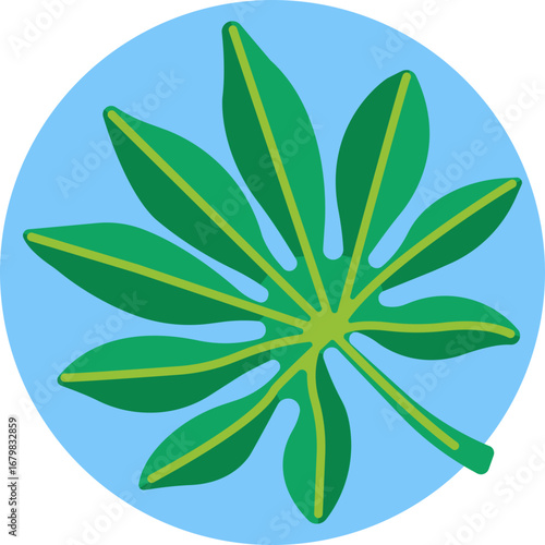Stylized depiction of a Japanese Aralia leaf with broad, glossy lobes.