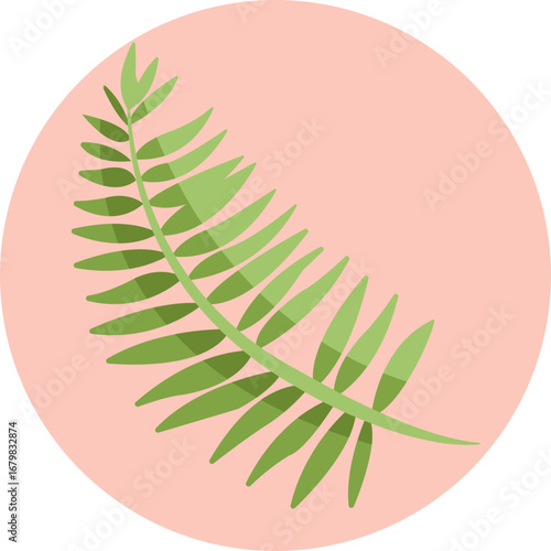 Small palm with feathery, arching fronds, ideal for tropical-themed designs.