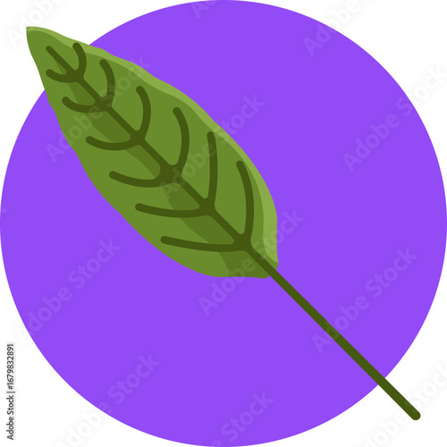 A tropical plant with long, dark green leaves known for durability and low maintenance.