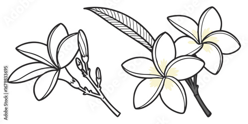 Tiare Flower Vector Set Polynesian White Bloom Tropical Decorative Design