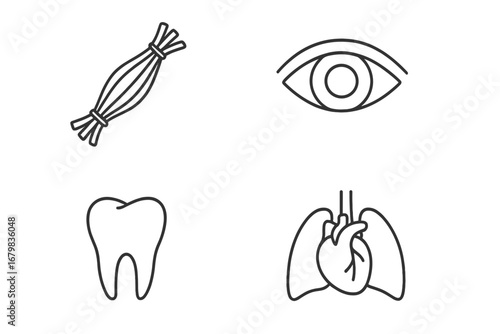 Human anatomy line icon set. Medical and healthcare symbols. Eye, tooth, muscle bundle, heart, lungs internal organs. Editable stroke vector graphics for app and web.
