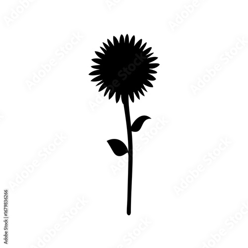 dandelion flower isolated on white