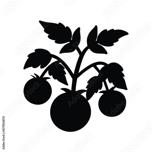 Silhouette of a tomato plant with three tomatoes and several leaves
