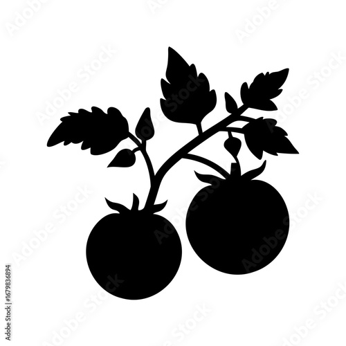 Black silhouette illustration of a tomato plant with ripening fruits and leaves