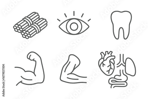 Human anatomy and medical thin line icon set. Vector collection of body parts and organs. Eye for vision, tooth for dental, arm muscle for strength, heart, lungs, and intestines.