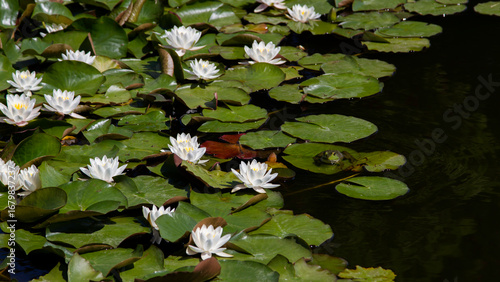 Water Lilies, Lily Pads, And Frog In A Pond