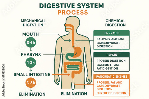 Human Digestive System Process Illustration showing the path of food and enzymes.