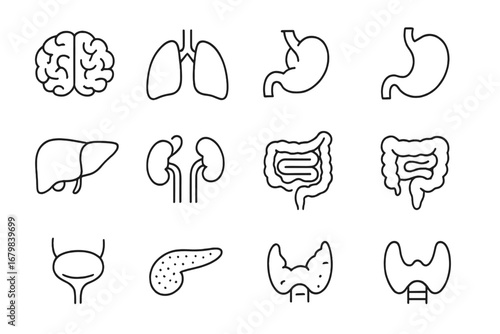 Human internal organs thin line icon set. Medical vector symbols of anatomy: brain, lungs, liver, stomach, kidneys, intestine. Editable stroke for biology and healthcare.