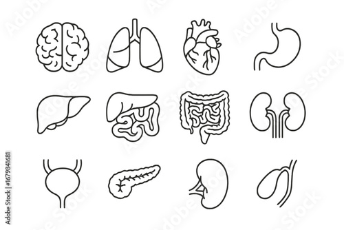 Internal organs thin line icon set. Human anatomy pictograms. Medical symbols for biology and healthcare. Heart, brain, lungs, liver, kidneys, stomach, intestine vector graphics.