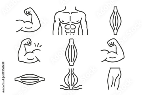 Muscles Bundle Thin Line Icons, Editable Stroke Muscle Anatomy Set for Fitness, Bodybuilding, Health Apps, Websites, Books, Cards, Vector Cartoon Illustrations, Transparent Background
