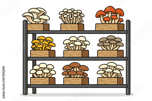 Mushroom cultivation with various species. Indoor farm for growing edible fungi. Mycology and food production concept. Vector illustration of different gourmet mushrooms on shelves.