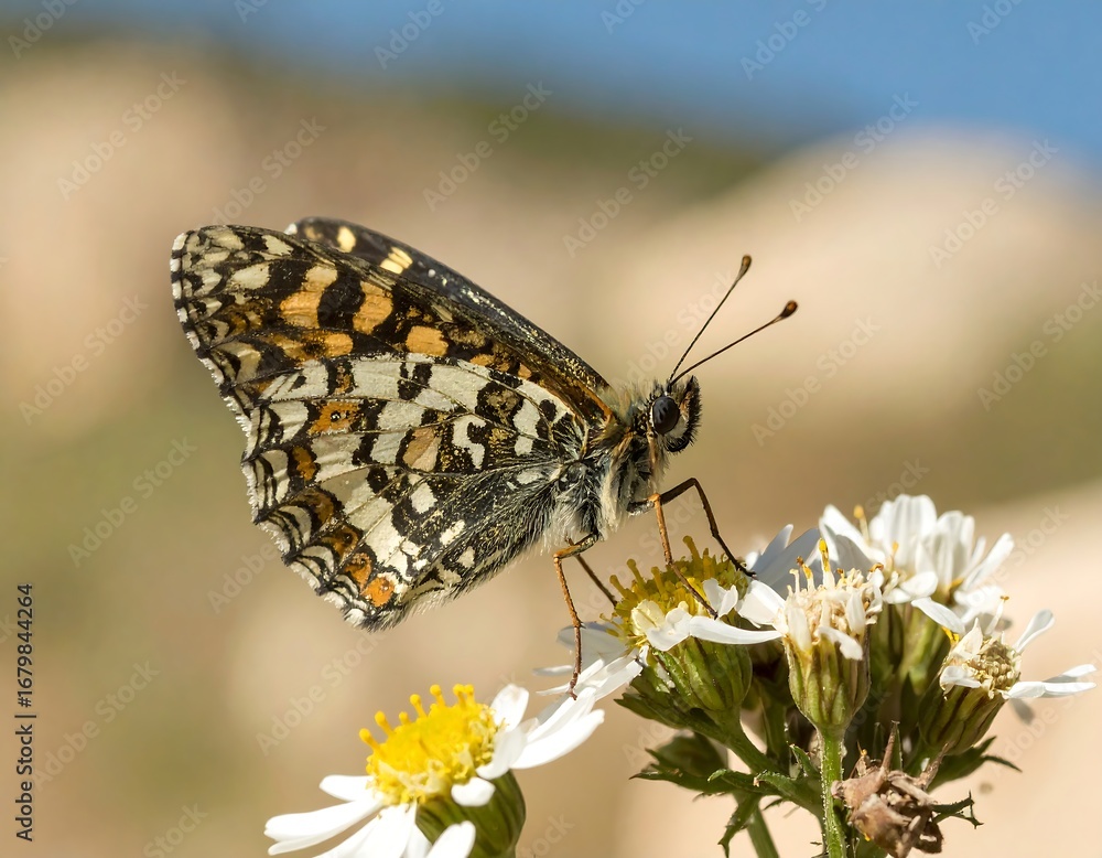 Fototapeta premium A close-up of a striking butterfly with intricate patterns and vibrant colors, gently perched on a cluster of delicate white flowers against a soft, out-of-focus backdrop of beige and light blue...