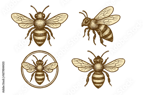 Vintage bee logo design set. Hand drawn honeybee sketch illustration collection. Retro insect engraving for honey label or beekeeping emblem. Natural organic farm vector icon.