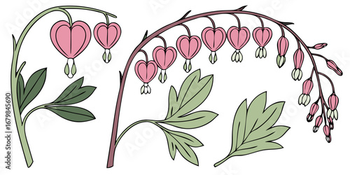 Bleeding Heart Vector Set Pink Dangling Bloom Decorative Romantic Floral