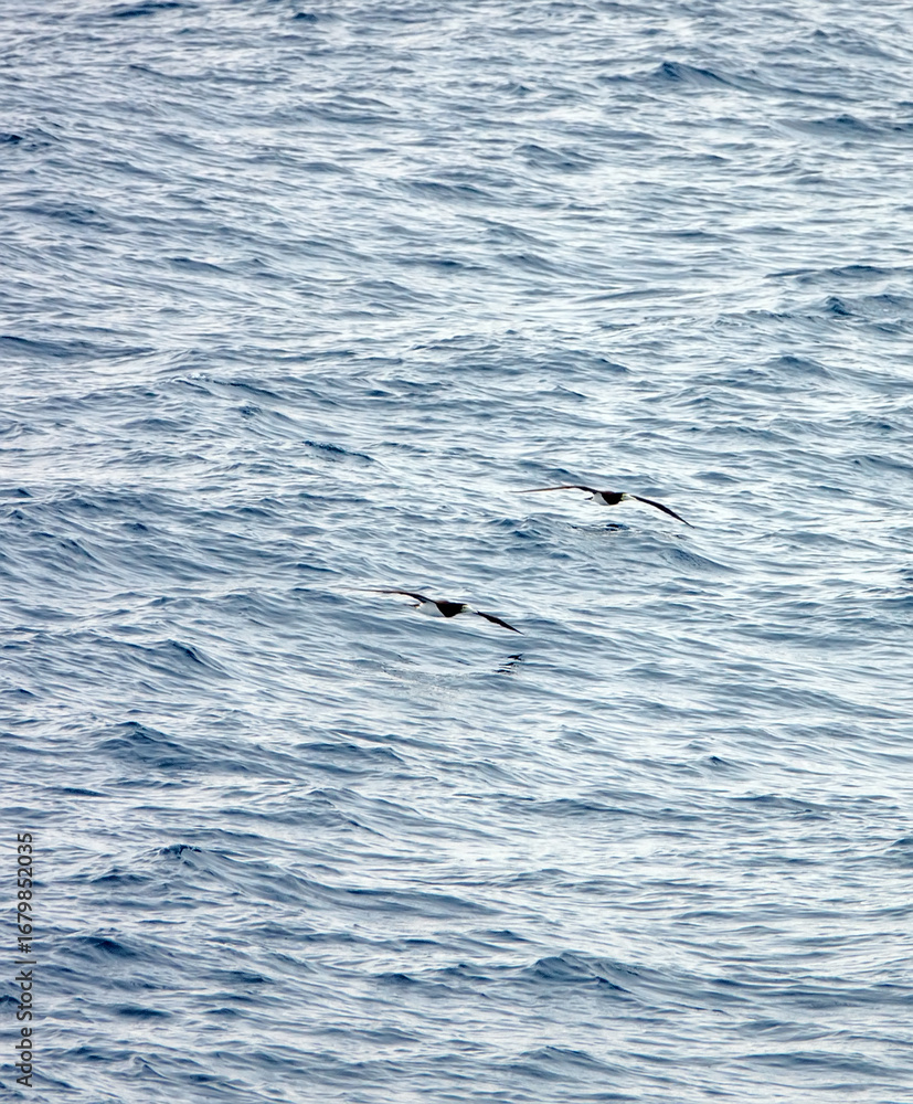 Naklejka premium Tropical seas. Views of the Bali Sea from the ship in winter,summer in the southern hemisphere. Indonesia. Brown booby (Sula leucogaster) flies fishing