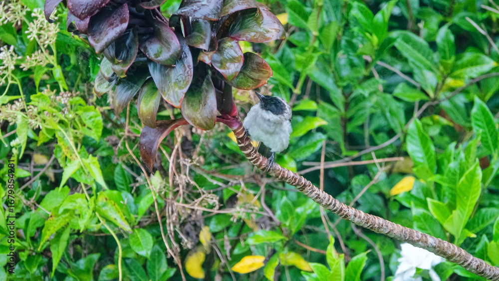 Fototapeta premium yellow-vented Bulbul (Pycnonotus) in Indonesia. Winter