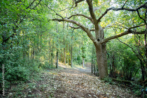 A peaceful path winds through a sun-dappled forest in Waukesha County, Wisconsin, on a September morning.