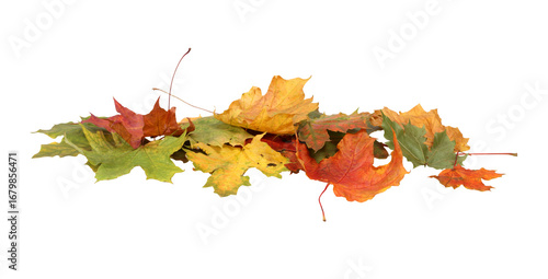  Autumn Maple Leaves Stack. Heap of Colorful Fall Leaves Isolated On  Transparent Background
