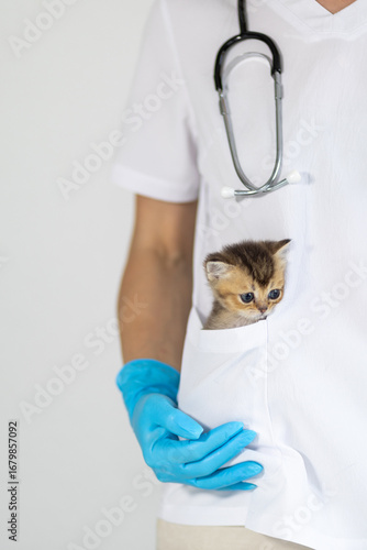 Veterinarian with a stethoscope holding a kitten in their pocket during a consultation at an animal clinic