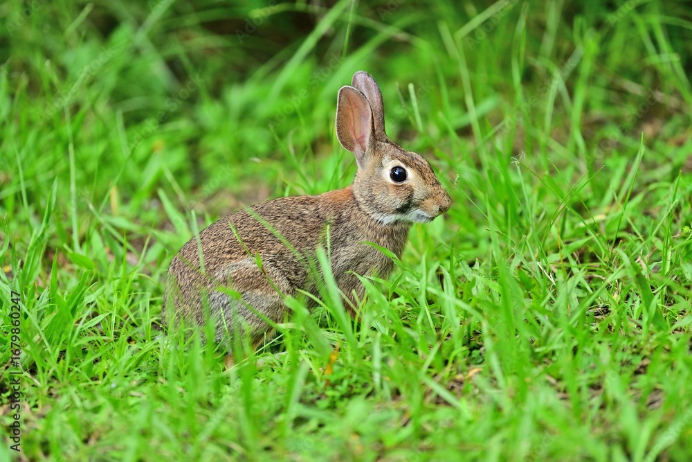 Fototapeta premium Eastern Cotton Tail Rabbit in the tall grass