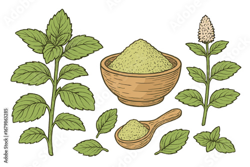 Mint plant botanical illustration set with fresh leaves, flowers, and ground powder in a wooden bowl. Vector drawing of peppermint or spearmint herb for tea and cooking.