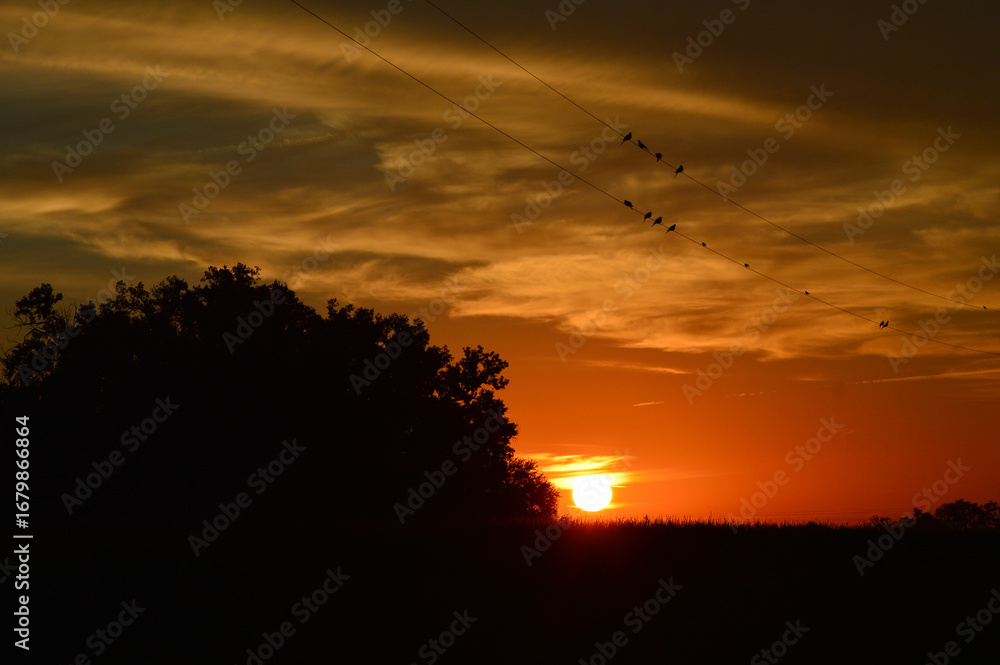 Obraz premium The sunrise casts a golden glow against the silhouettes of trees, as mourning doves perch on the electrical wires above. The sun hovers just above the horizon, framed by a sky painted clouds 