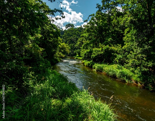 Lush rainforest river scene
