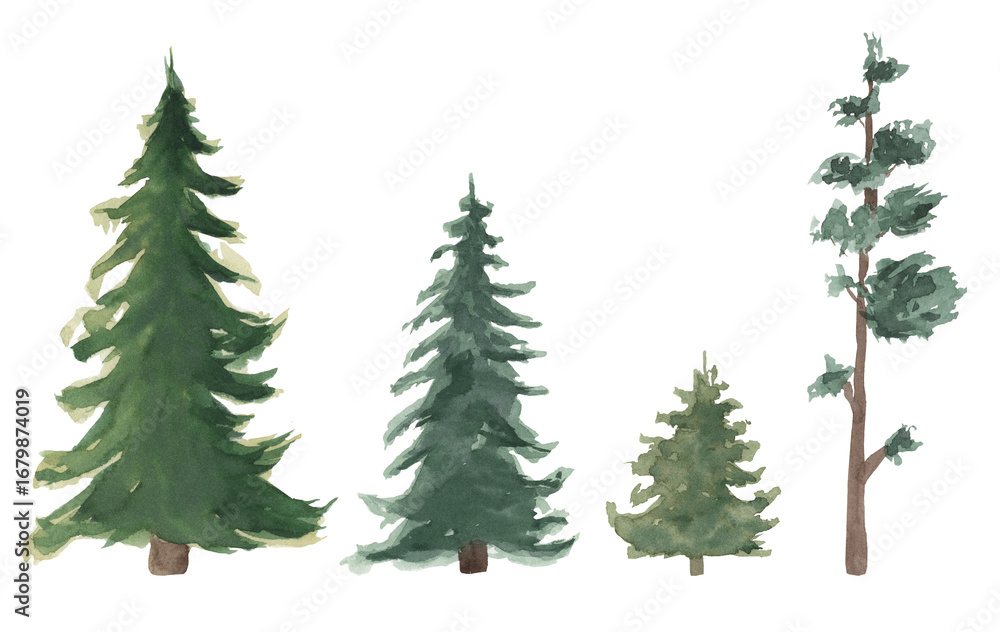 Fototapeta premium Hand drawn watercolor illustration of different pine trees, isolated on a transparent background