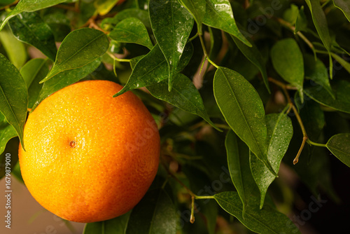 Ripe mandarin orange on tree with green leaves