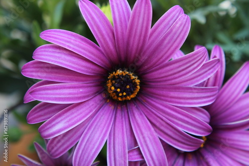 Close-up photograph of a purple daisy flower, showcasing its delicate petals and vibrant yellow center. The soft natural light and shallow depth of field highlight the beauty