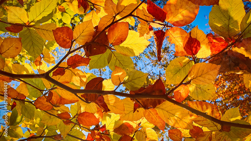 Fotografi Autumn forest landscape in frog perspective with deciduous trees and autumnal co