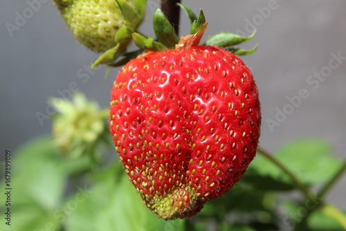 Close-up photograph of a fresh red strawberry with visible texture and seeds. Macro food photography concept highlighting freshness, healthy eating, and natural fruit detail.