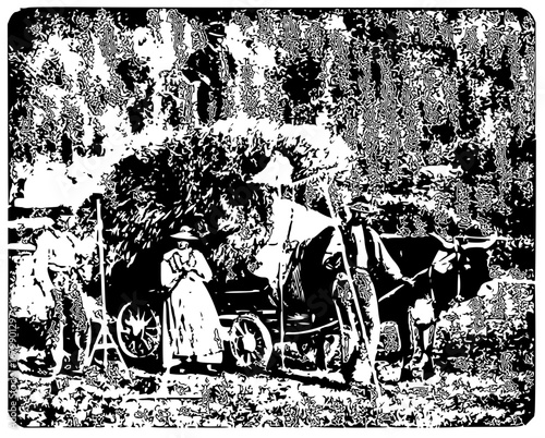 Vintage carriage ride with oxen, reminiscent of olden days rural life and historical travel