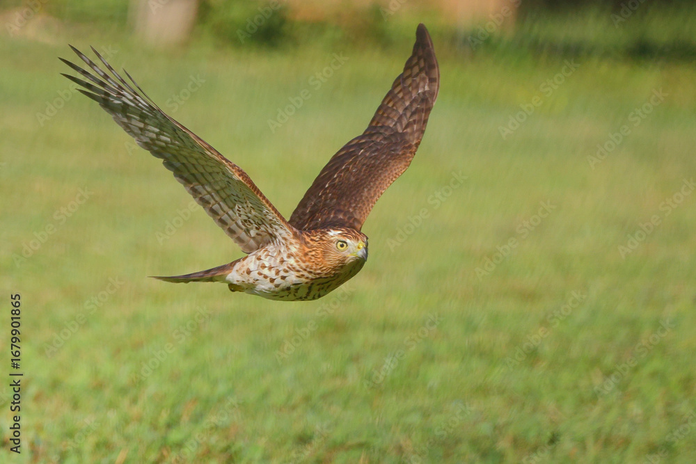 Fototapeta premium Adult red shouldered hawk in flight over a grassy field hunting prey. 
