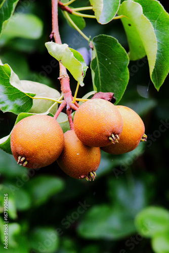 Callery pears or Bradford pears (Pyrus calleryana)
