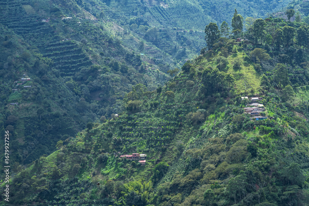 Naklejka premium View of the coffee field in the Colombian mountains with the natural landscape and traditional agriculture of the tropical Andes