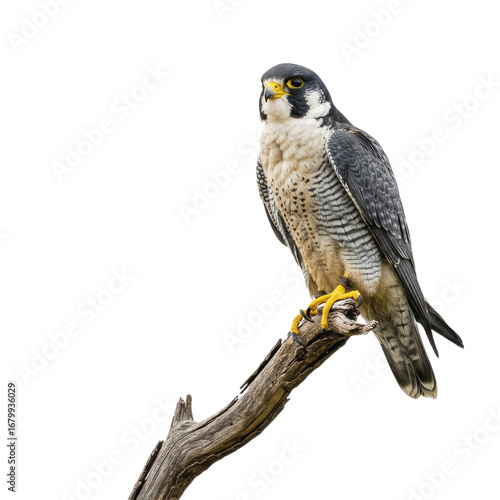 Peregrine Falcon Perched on Branch – Isolated PNG on Transparent Background