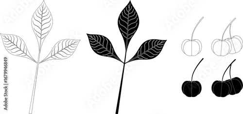rubber tree leaves and seeds icon set