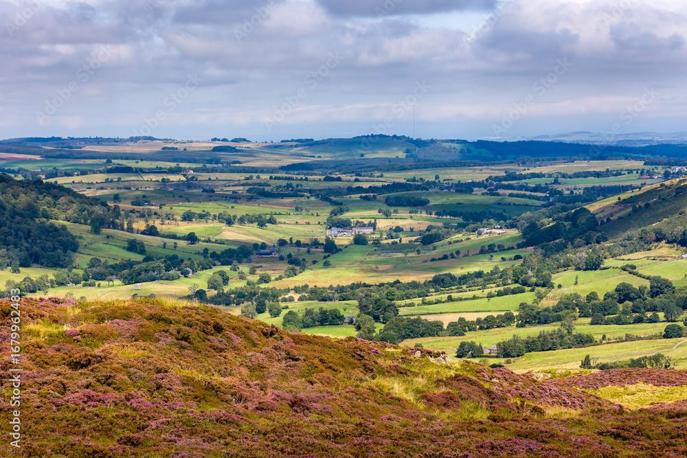 Naklejka premium Blooming purple heather overlooking green patchwork farmland in Cumbria, England
