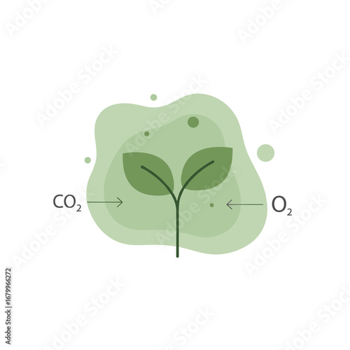 Photosynthesis process vector illustration. A green plant seedling absorbing carbon dioxide CO2 and releasing oxygen O2. Ecology and biology concept.