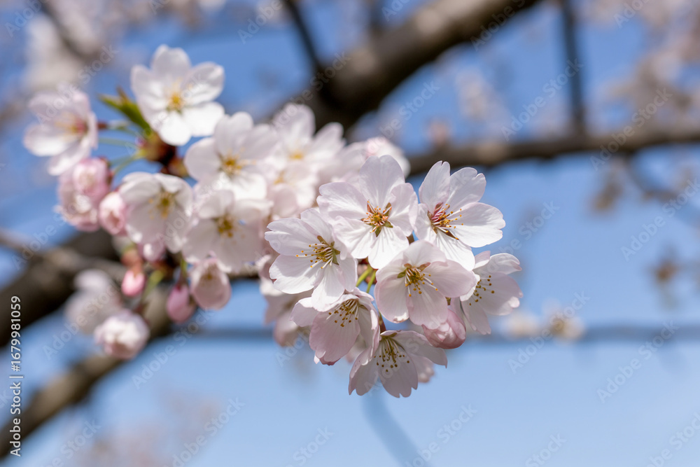 Fototapeta premium Beautiful cherry blossom flowers in spring bloom against a soft blue sky nature background image stock photo