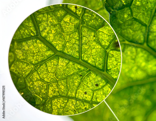 Wallpaper Mural Microscopic Green Leaf Cellular Structure Vibrant macro close-up, revealing intricate veins, cells, and chlorophyll with a magnified inset, showcasing nature's biology. Torontodigital.ca