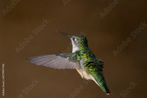 hummingbird in flight