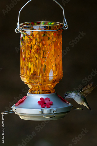 Hummingbird drinking from a nectar feeder.