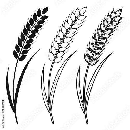 Three stalks of wheat in varying levels of detail black and white illustration style design art