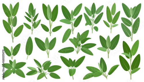 Collection of fresh green sage sprigs on a black background, showing various leaf shapes & arrangements