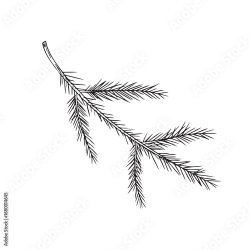 This is an intricate illustration of a Pine Branch showcasing its NeedleLike Leaves beautifully