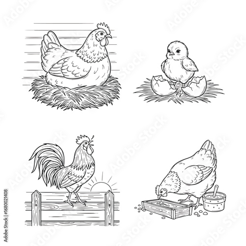 A collection of handdrawn farm chicken illustrations showing a hen rooster and chick.